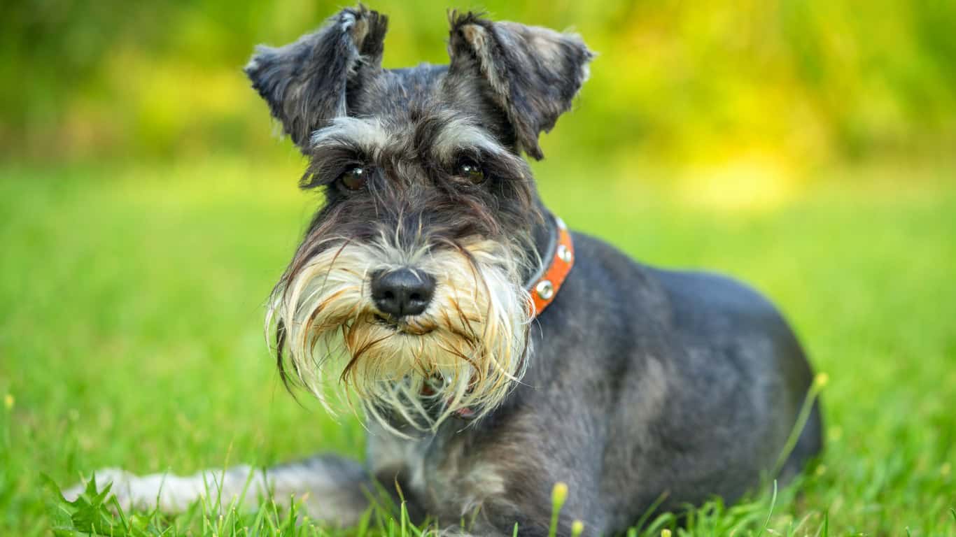 Miniature Schnauzer