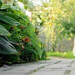 West Highland White Terrier