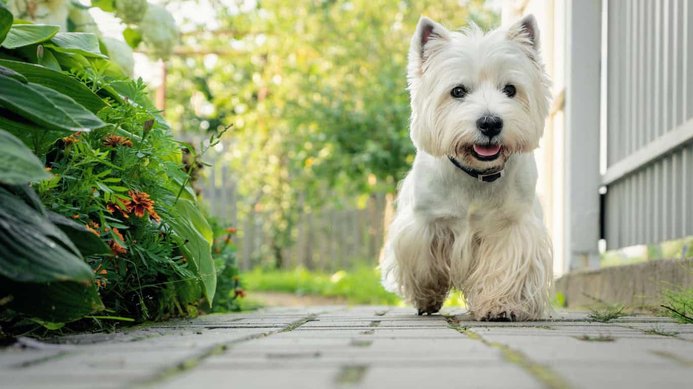 West Highland White Terrier