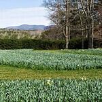 7. Cherokee County, GA