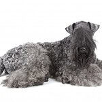Kerry Blue Terrier