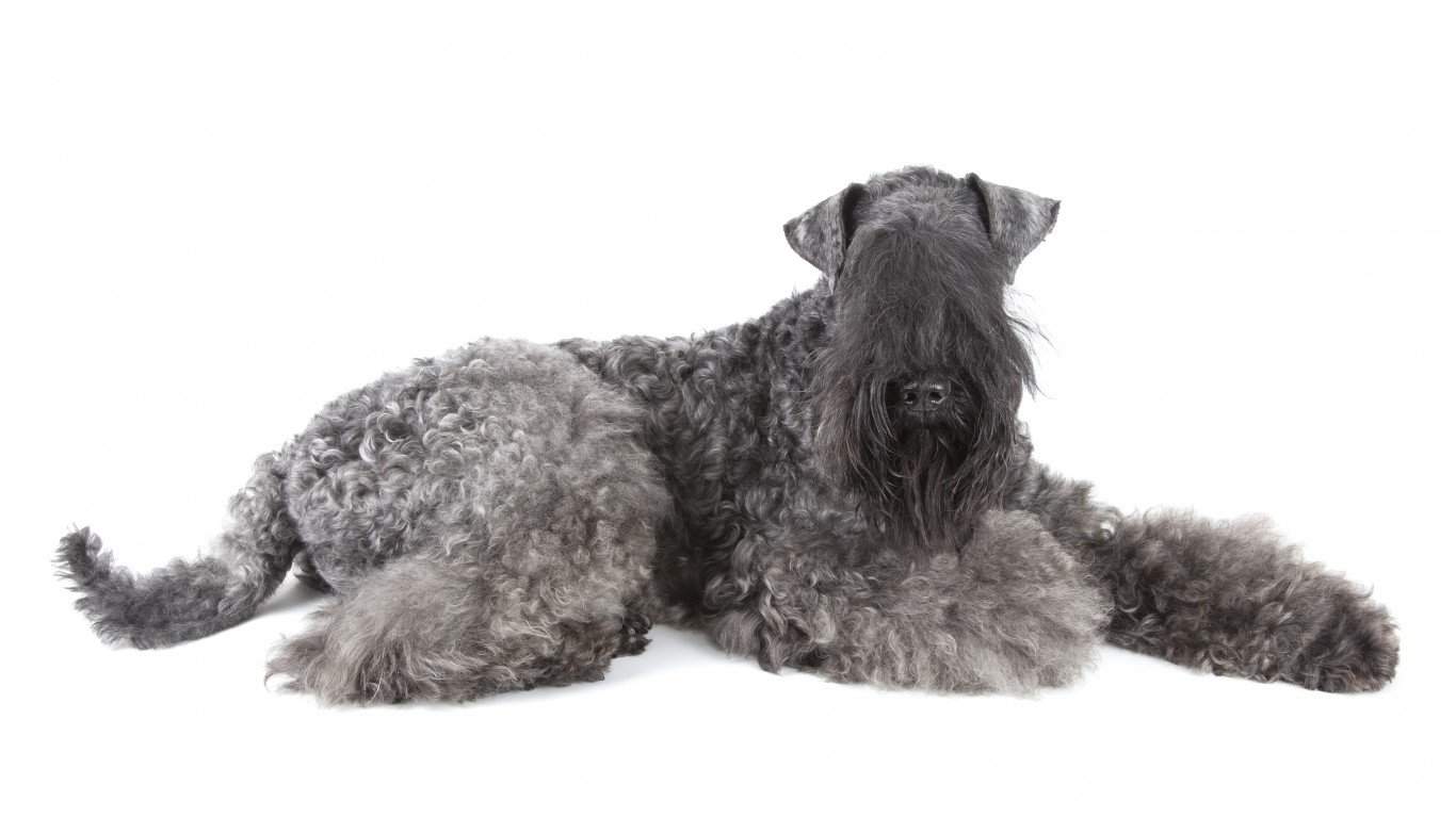 Kerry Blue Terrier
