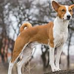 Basenji