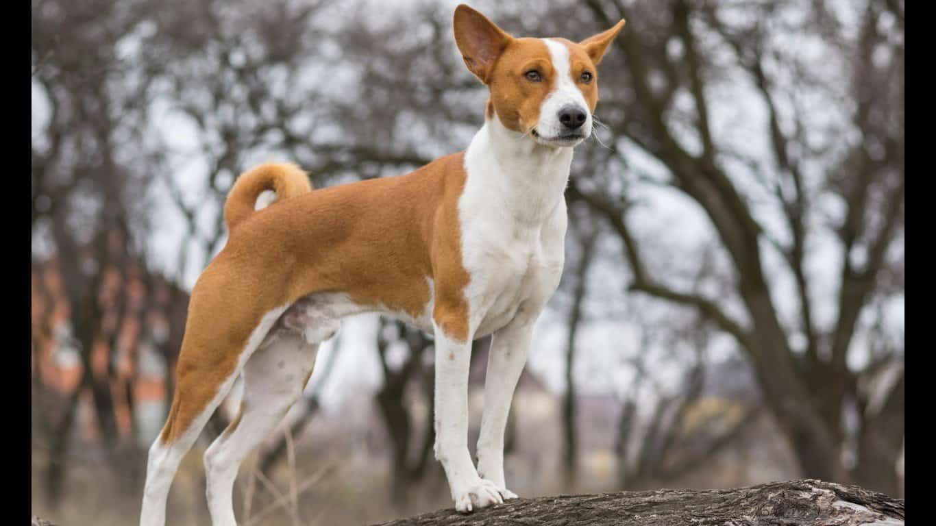 Basenji