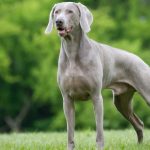 Weimaraner