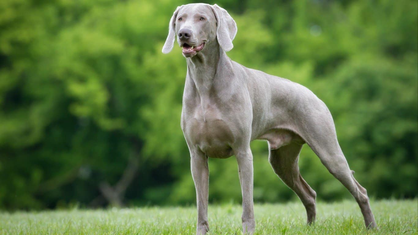 Weimaraner