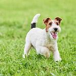 Fox terrier