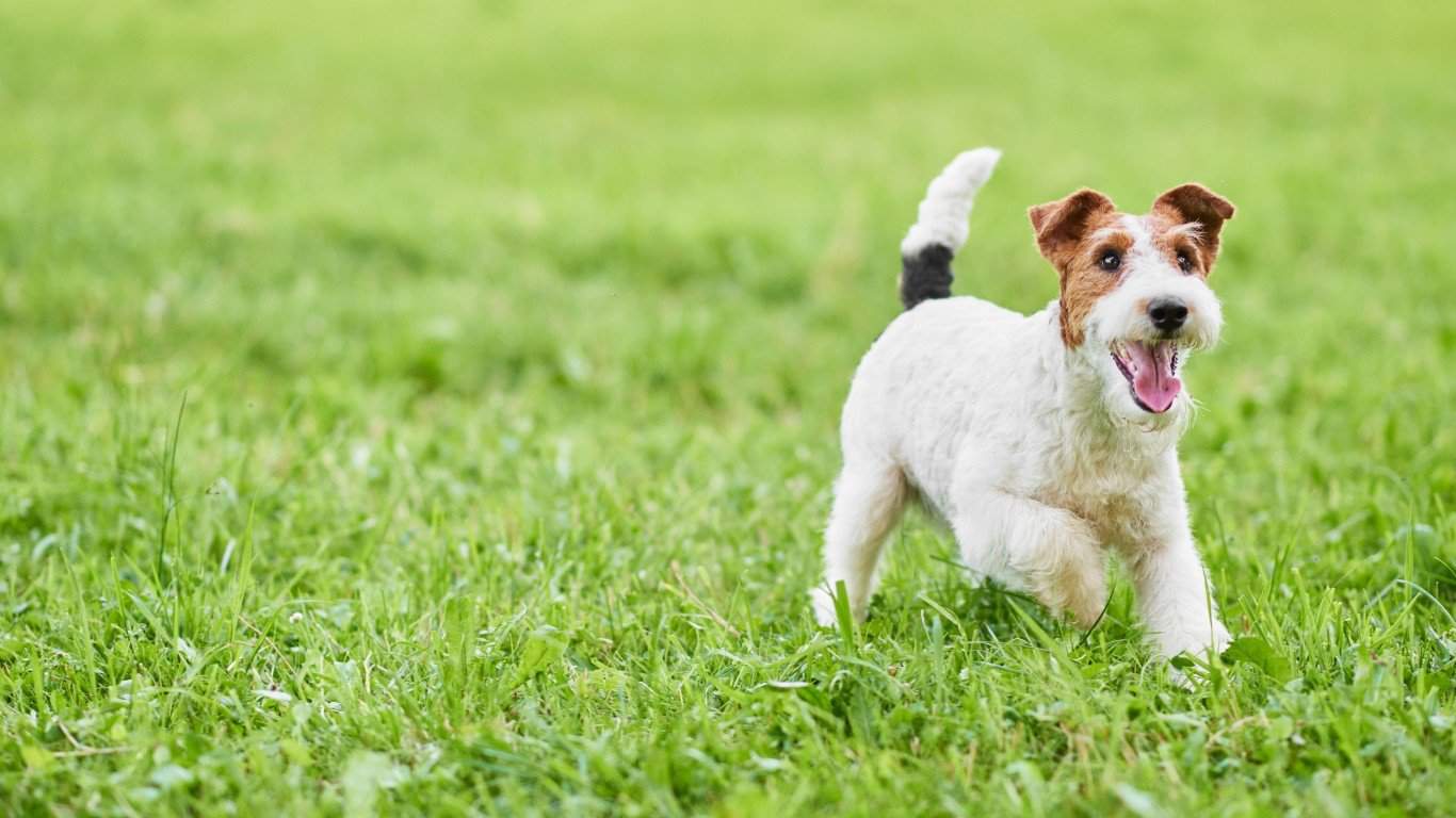 Fox terrier