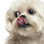 Lhasa Apso
