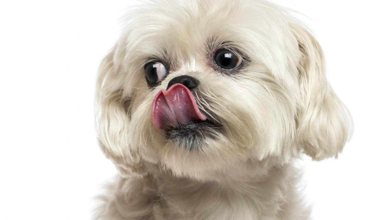 Lhasa Apso