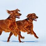 Irish Setter