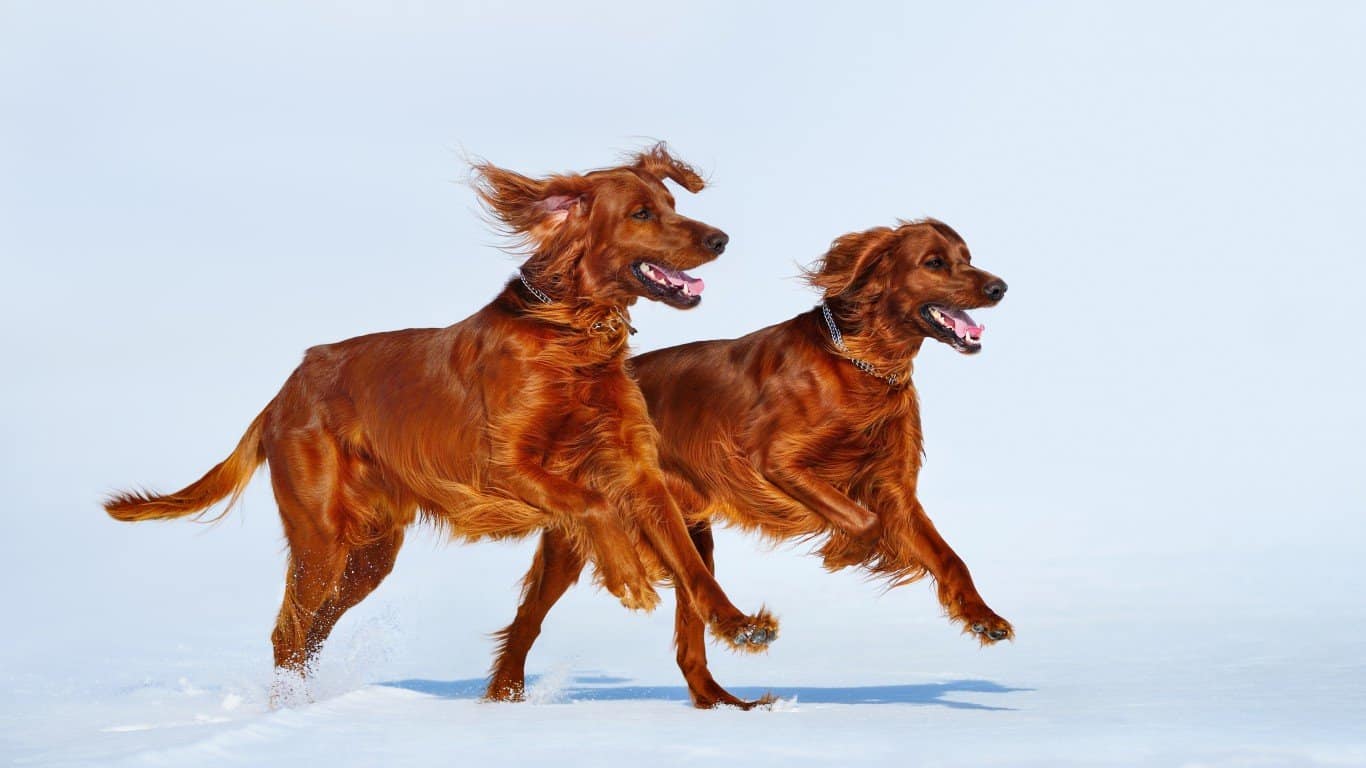 Irish Setter