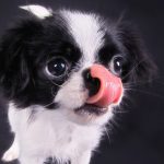 Japanese Chin