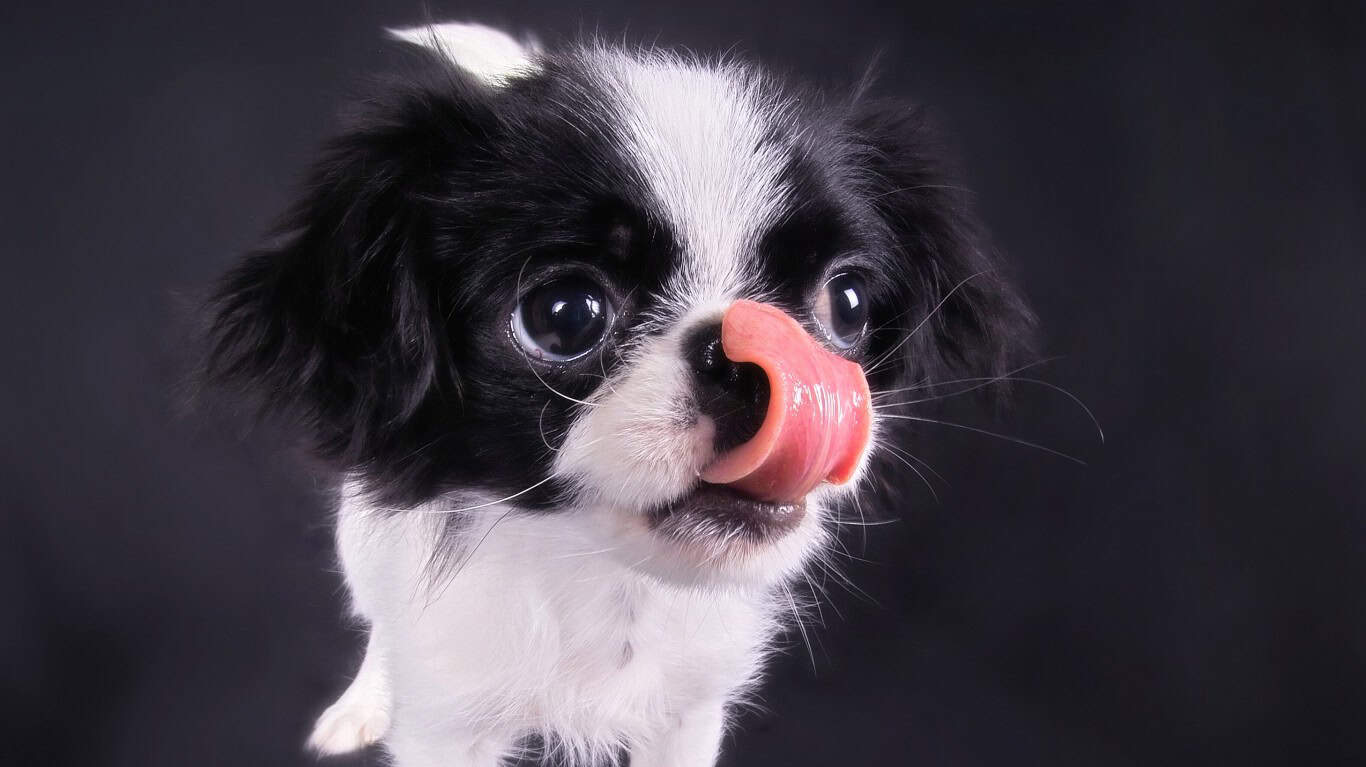 Japanese Chin