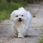 Maltese