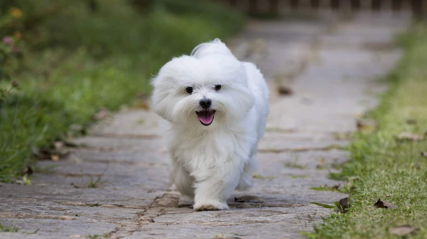 Maltese