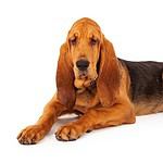 Bloodhound