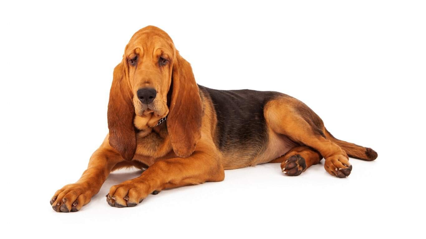 Bloodhound
