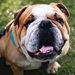 Bulldog