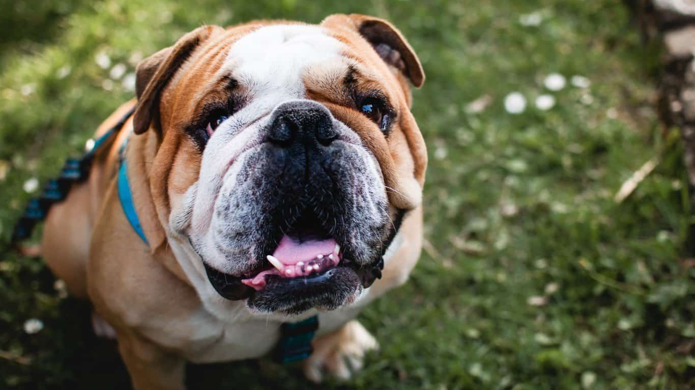 Bulldog