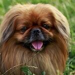 Pekingese