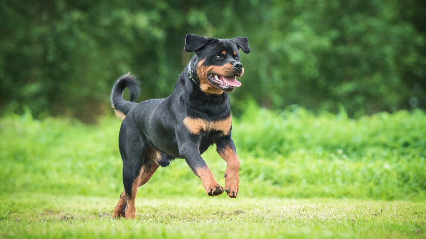 7. Rottweiler