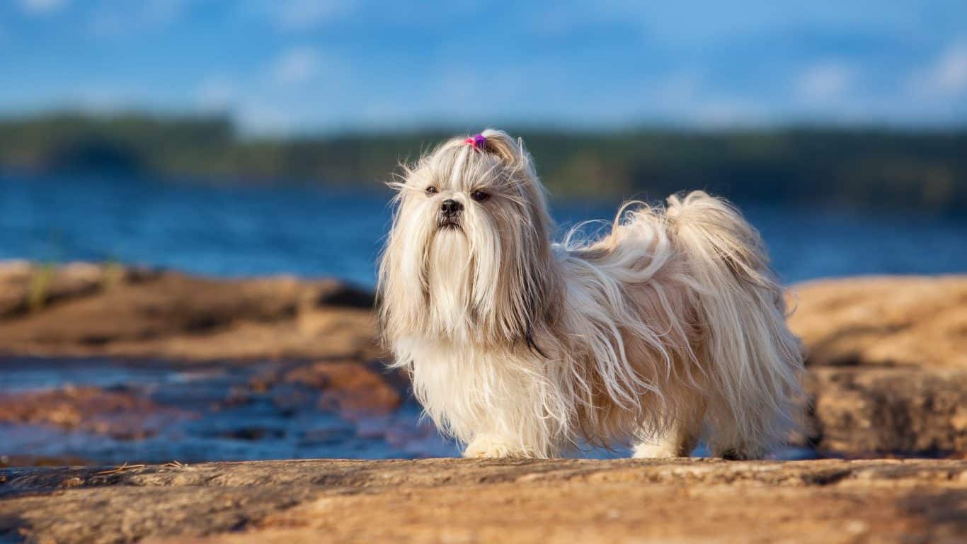 Shih Tzu