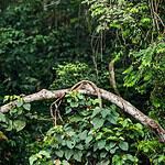 Bonobo