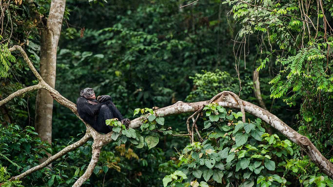 Bonobo