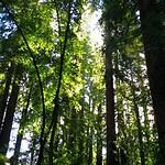 Aranyer Din Ratri (Restored)