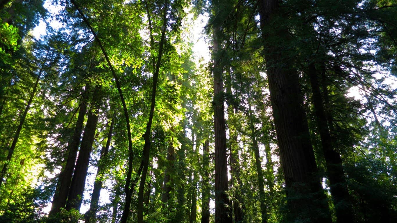 Aranyer Din Ratri (Restored)