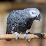 African Gray Parrot