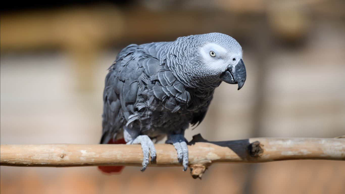 African Gray Parrot
