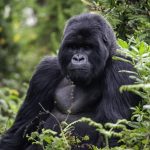 Gorilla