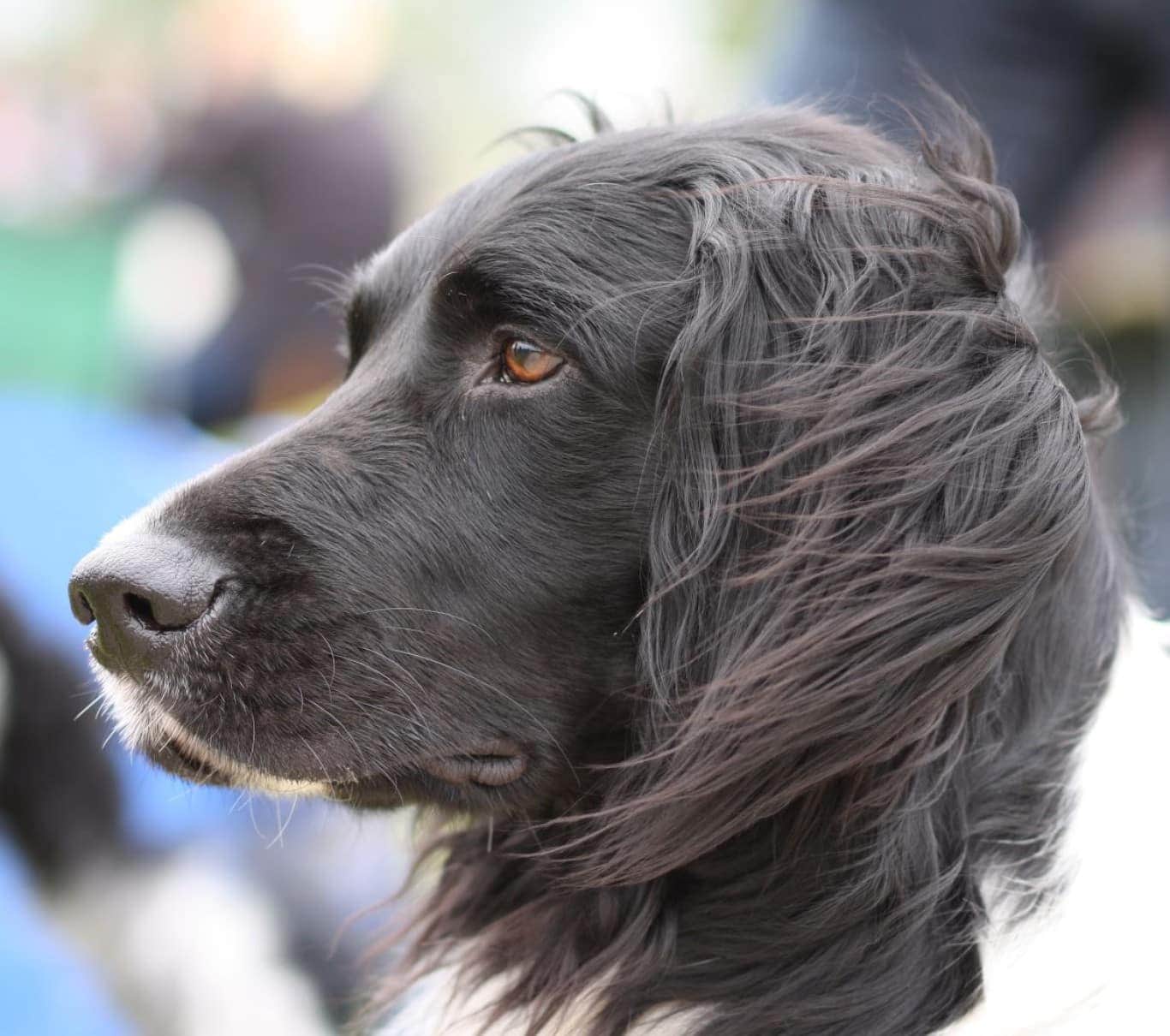 11. Large Münsterländer