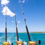 Fish Consume a Lot of Plastic