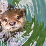 Otter