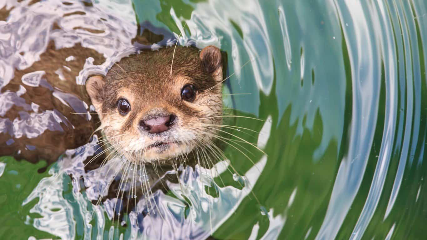Otter