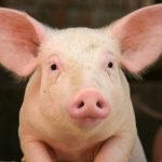 Did the Little Piggy Cry Wee Wee Wee All the Way Home?