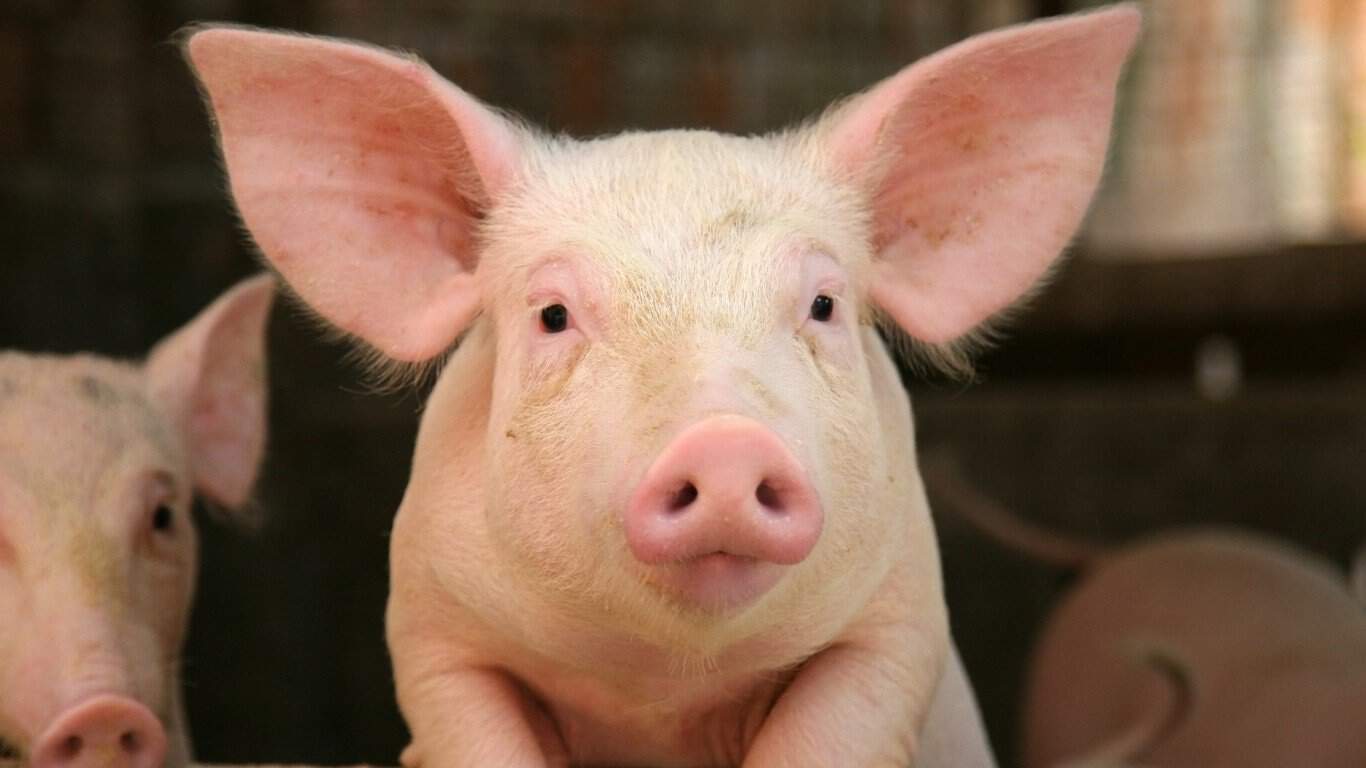 Did the Little Piggy Cry Wee Wee Wee All the Way Home?