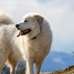 8. Great Pyrenees