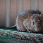 Rat