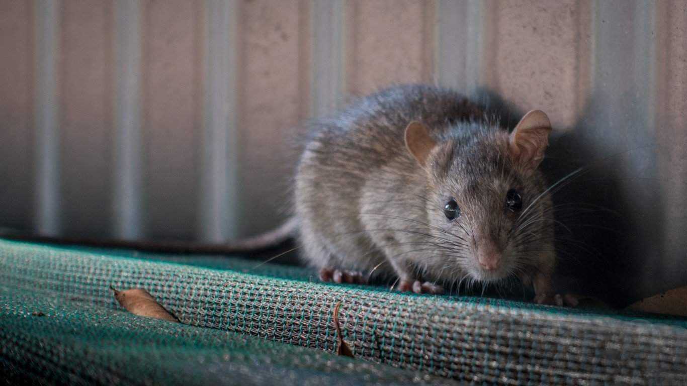 Rat