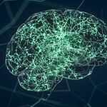 The Brain Isn't Fully Formed Until Age 25