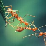 Ants (when working together)