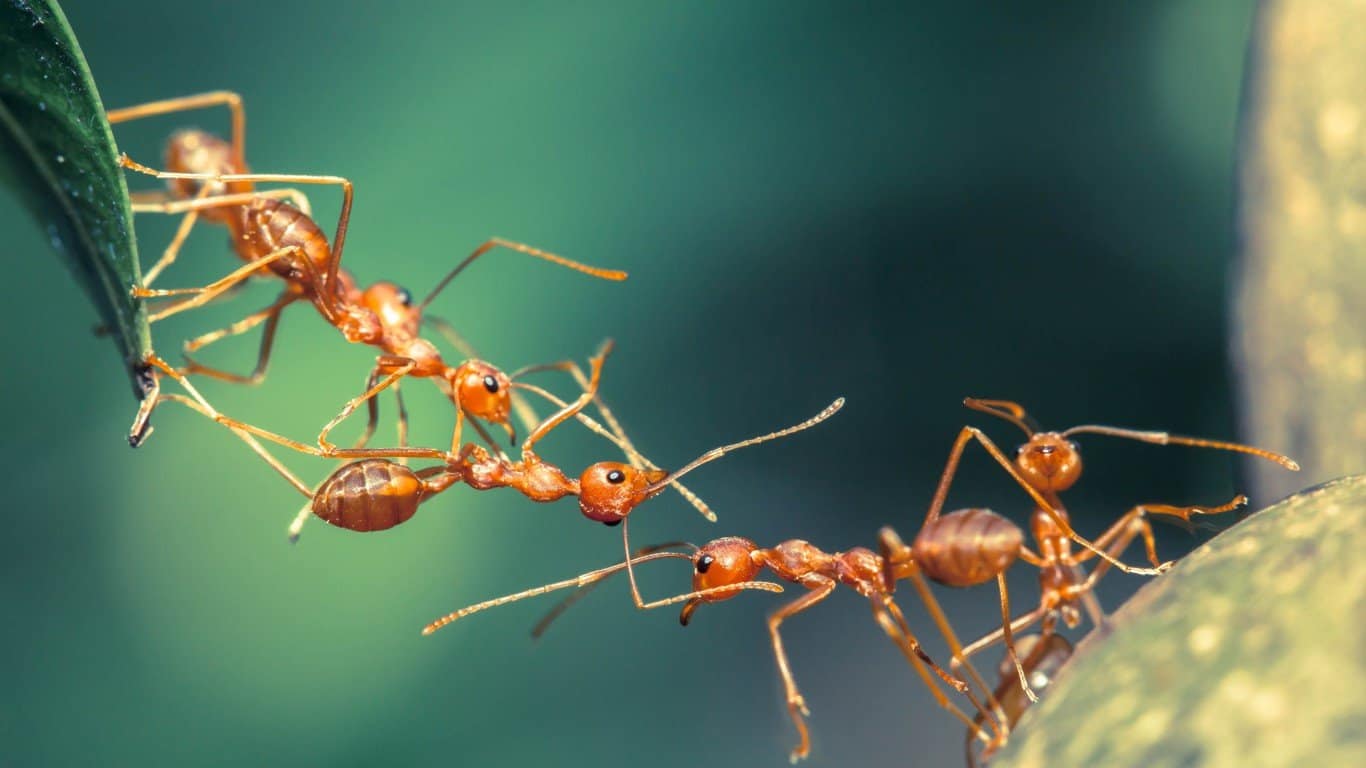 Ants (when working together)
