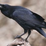 Raven
