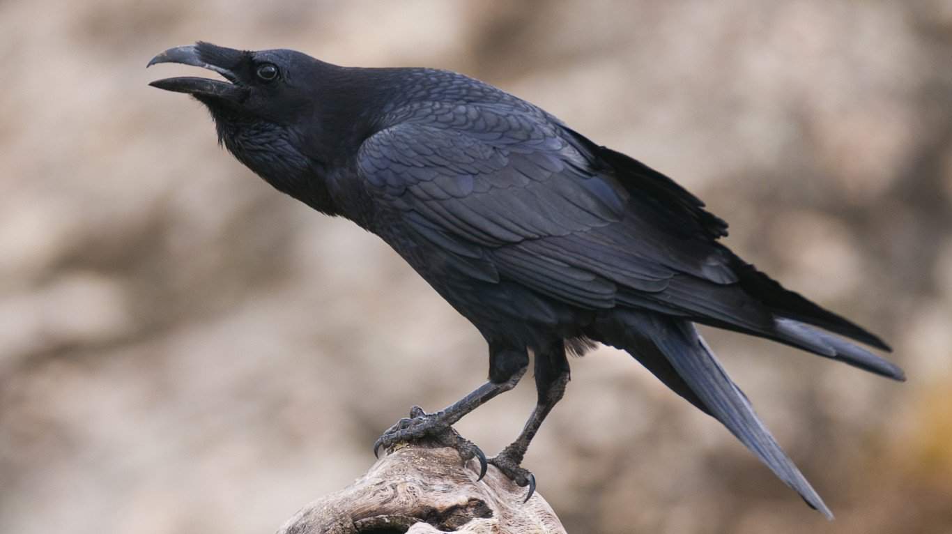 Raven