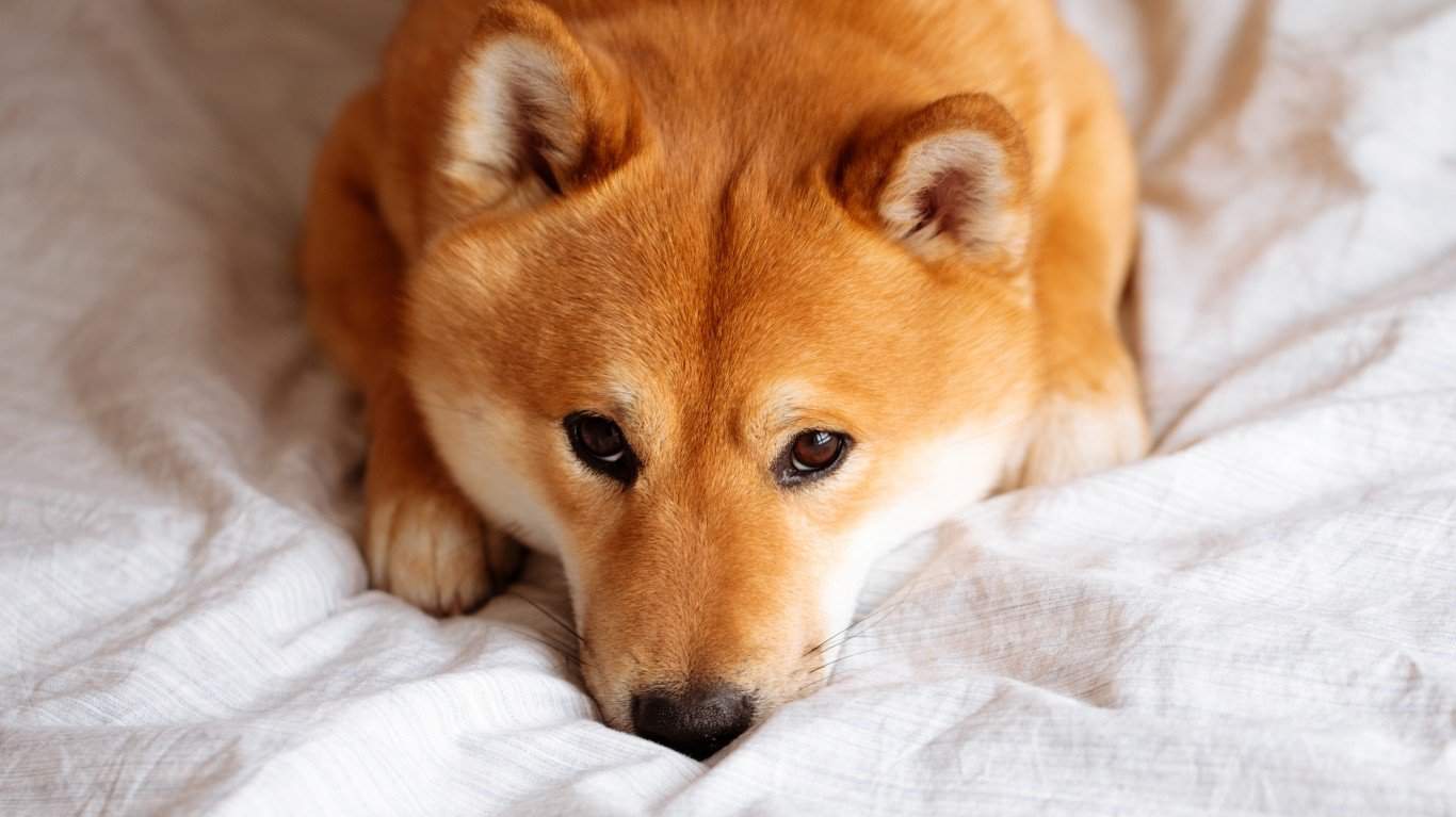 4. Shiba Inu