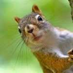 Squirrel Soup